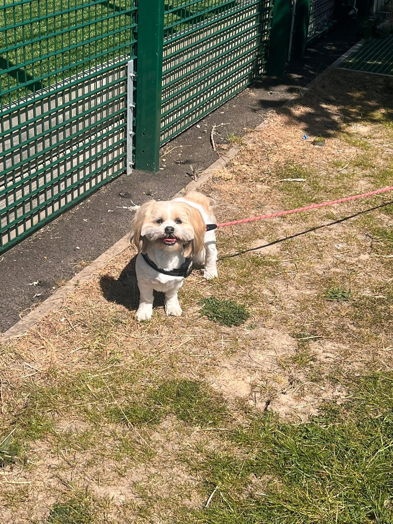 Jess with tan dog in field